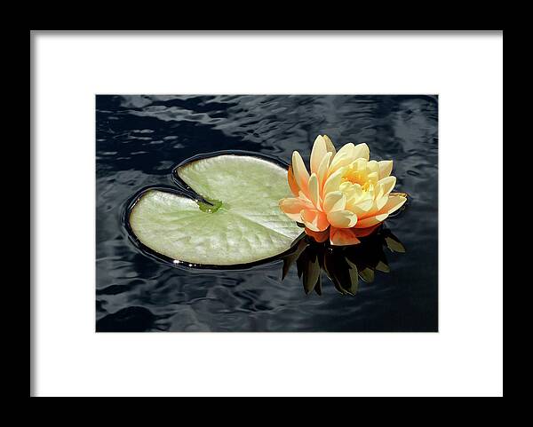 Lotus Framed Print featuring the photograph Exquisite Lotus by Cate Franklyn