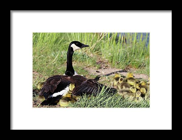 Goose Framed Print featuring the photograph Extended Family by Alyce Taylor