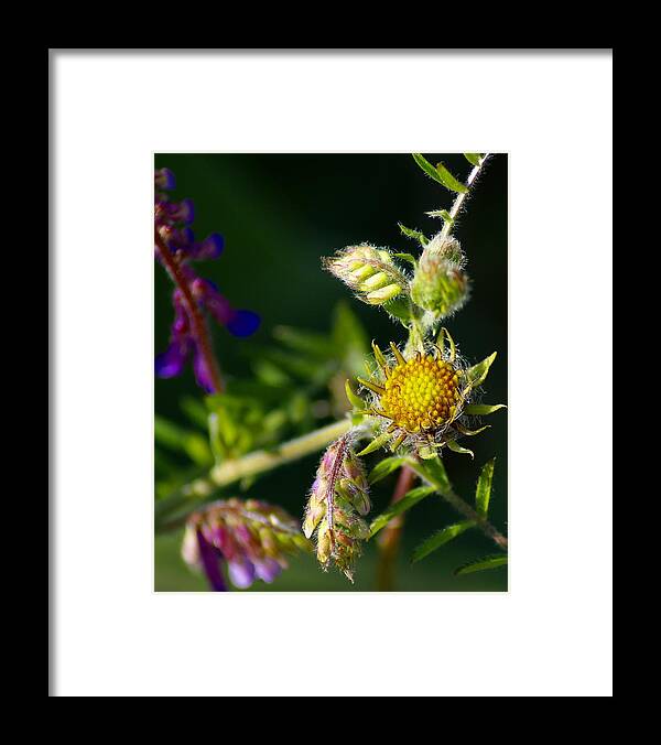 Flowers Framed Print featuring the photograph Eye Candy from the Garden by Ben Upham III