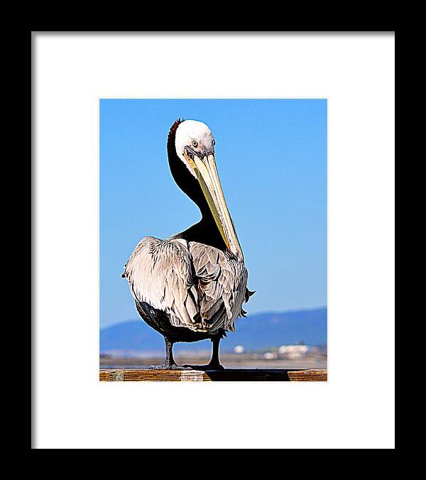 Birds Framed Print featuring the photograph Eye Contact by AJ Schibig