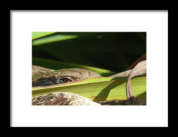 Blue Tongue Lizard Framed Print featuring the photograph Eye Contact by Evelyn Tambour