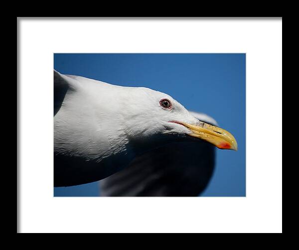 Seagull Framed Print featuring the photograph Eye of a Seagull by Sumoflam Photography