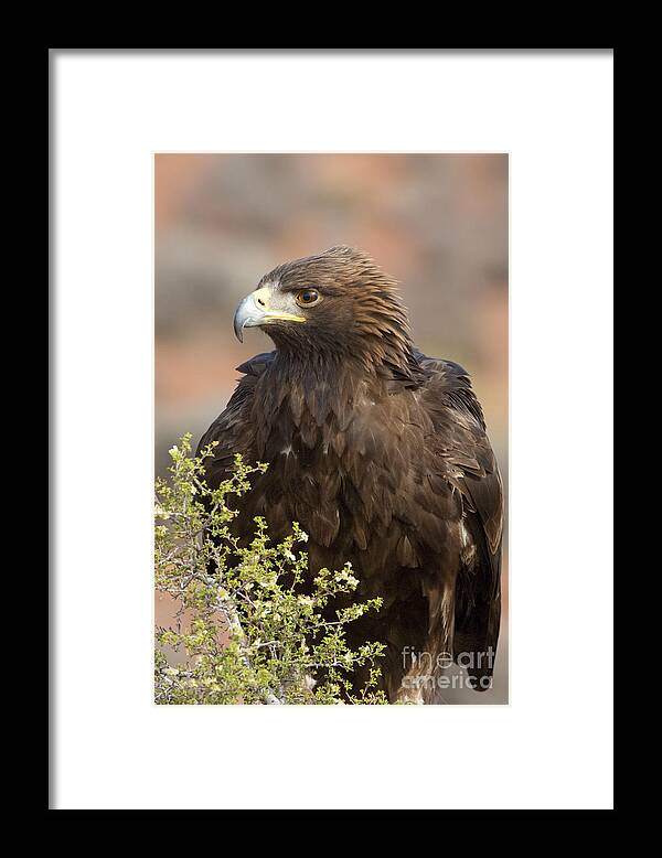 Golden Eagle Framed Print featuring the photograph Eye of the Golden Eagle by Sandra Bronstein