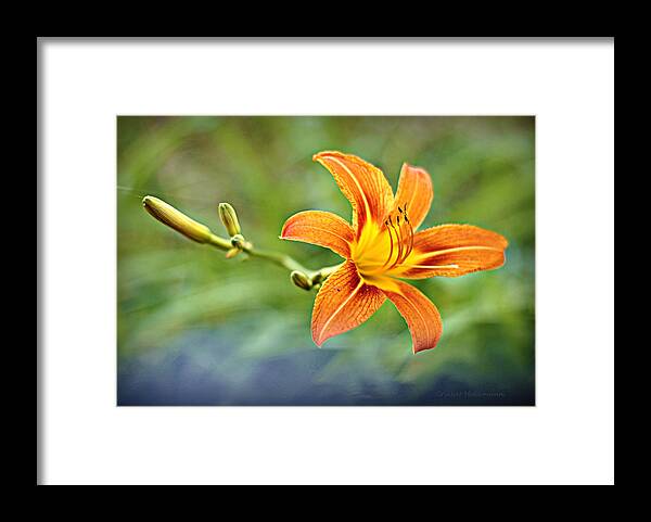 Flower Framed Print featuring the photograph Eye of the Tiger by Cricket Hackmann