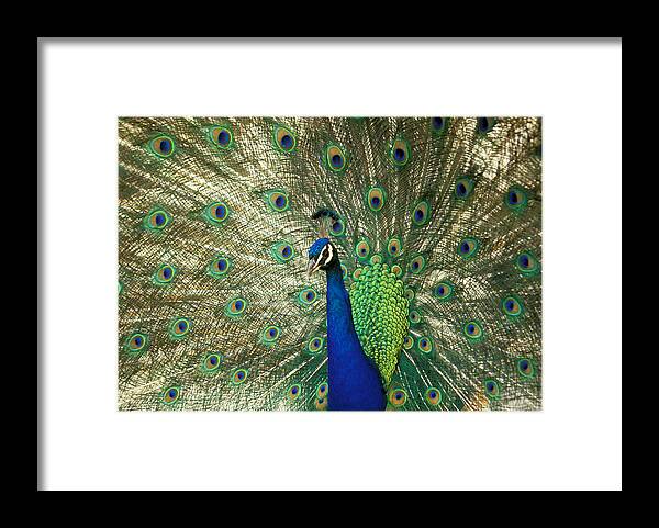 Peacock; Male; Feather; Feathers; Splendor; Splendour; Color; Colors; Colour; Colours; Bird; Animal; Nature Framed Print featuring the photograph Eye on the Prize by Gerard Fritz