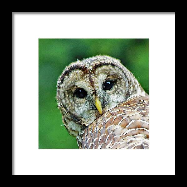0wl Framed Print featuring the photograph Eye On You by Gina Fitzhugh
