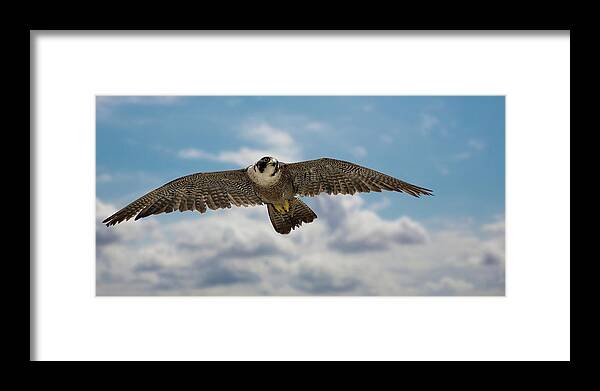 Bird Framed Print featuring the photograph Eyes in the sky by Bruce Bonnett
