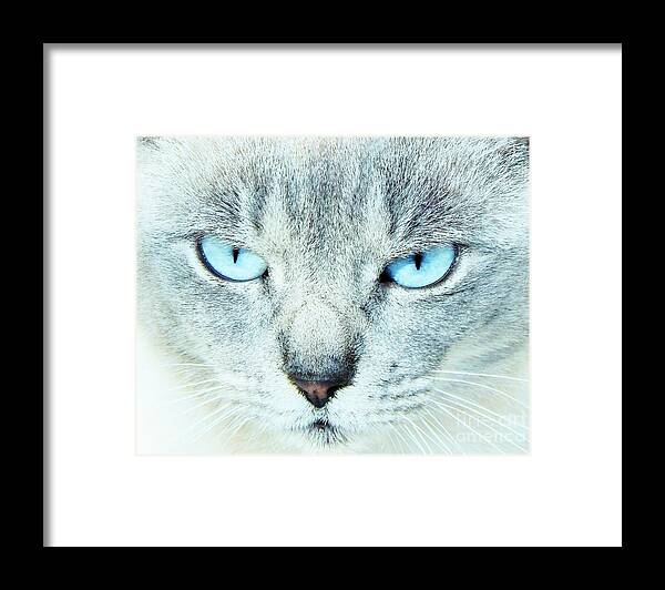 Cat Framed Print featuring the photograph Eyes Of Blue by Jan Gelders