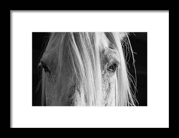 Vermont Framed Print featuring the photograph Eyes by Peggy Blackwell