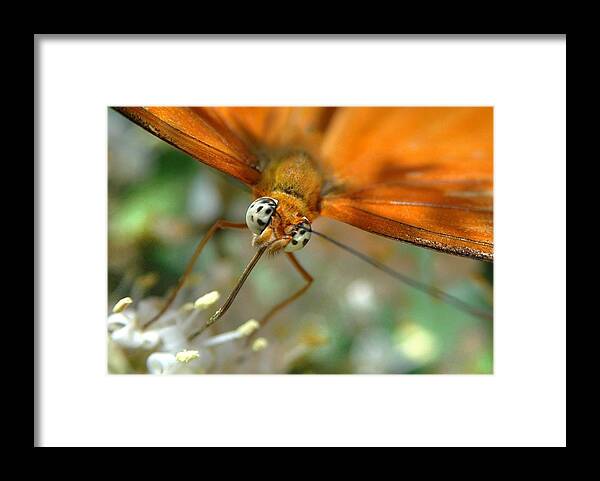 Butterfly Framed Print featuring the photograph Eyes Wide Open by Dan Holm