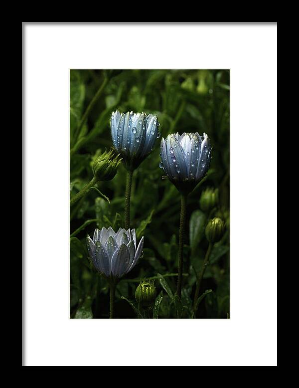 Flower Framed Print featuring the photograph Fabulously Beautiful blue flowers with raindrops by Sergey Taran