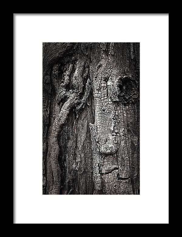  Framed Print featuring the photograph Face in a tree by JoAnn Lense