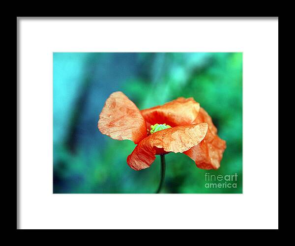 Poppy Framed Print featuring the photograph Face of love by Vix Edwards
