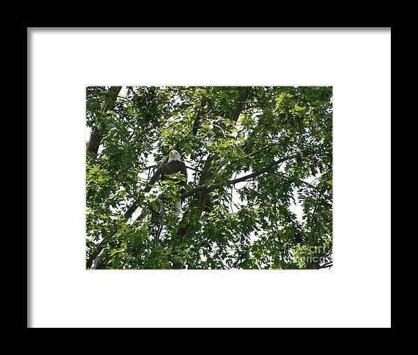 Eagle Framed Print featuring the photograph Face the Eagle by Donald C Morgan