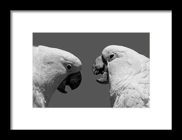 Cockatoo Framed Print featuring the photograph Face to Face IV BW by David Gordon