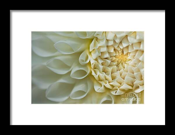 Dahlias Framed Print featuring the photograph Fade to Blue by Marilyn Cornwell