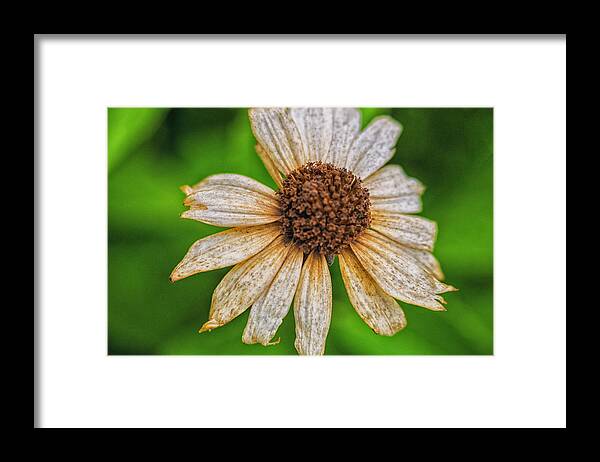 Cone Flowers Framed Print featuring the photograph Faded Cone Flower by Tom Singleton