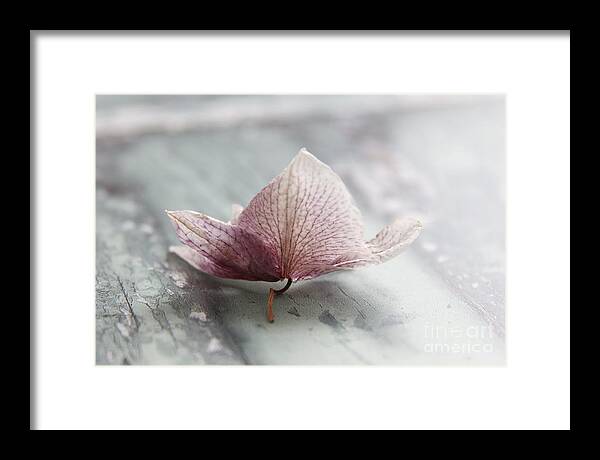 Autumn Framed Print featuring the photograph Faded glory ... by Lynn England