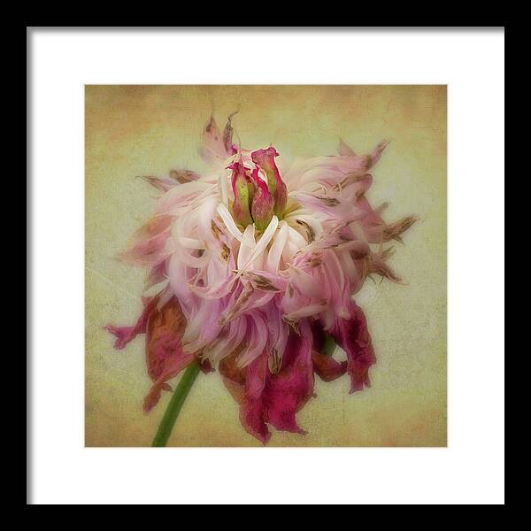 Flowers Framed Print featuring the photograph Faded Peony by Garry McMichael