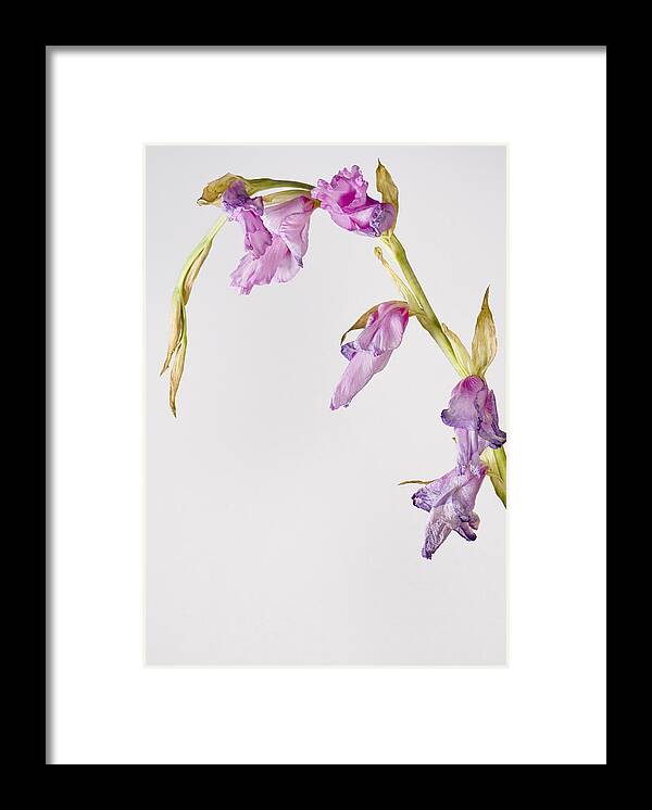 Gladiolus Framed Print featuring the photograph Fading Gladiolus by Cheryl Day
