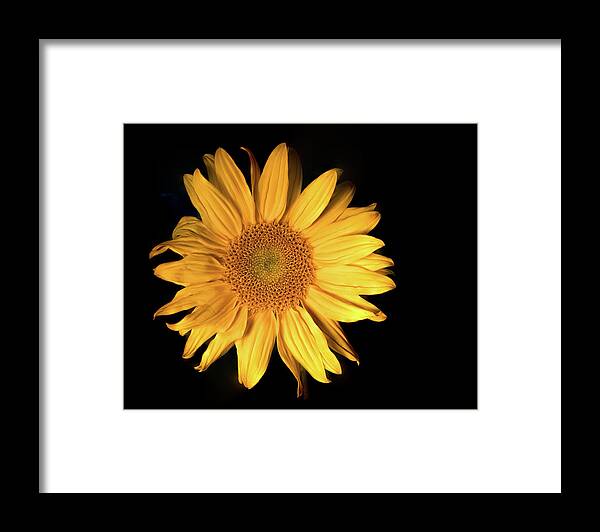 Flower Framed Print featuring the photograph Fading Sunflower by Philip Rodgers
