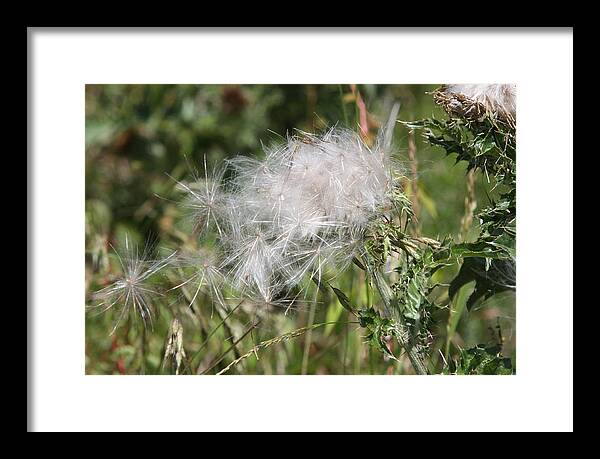 Thistle Framed Print featuring the photograph Fairy Dust by Captain Debbie Ritter