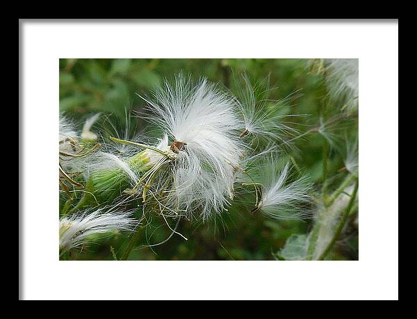 Maritime Forest Framed Print featuring the photograph Fairy Flower by Captain Debbie Ritter