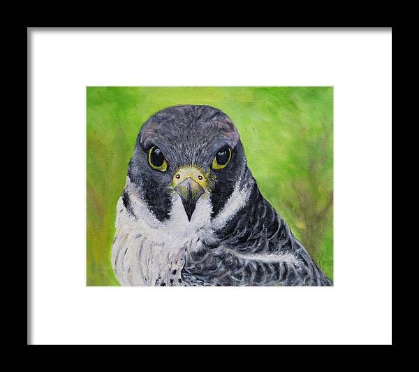 Bird Of Prey Framed Print featuring the painting Falcon by Kathy Knopp