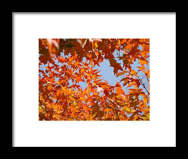 Autumn Framed Print featuring the photograph Fall art prints Orange Autumn Leaves Baslee Troutman by Patti Baslee