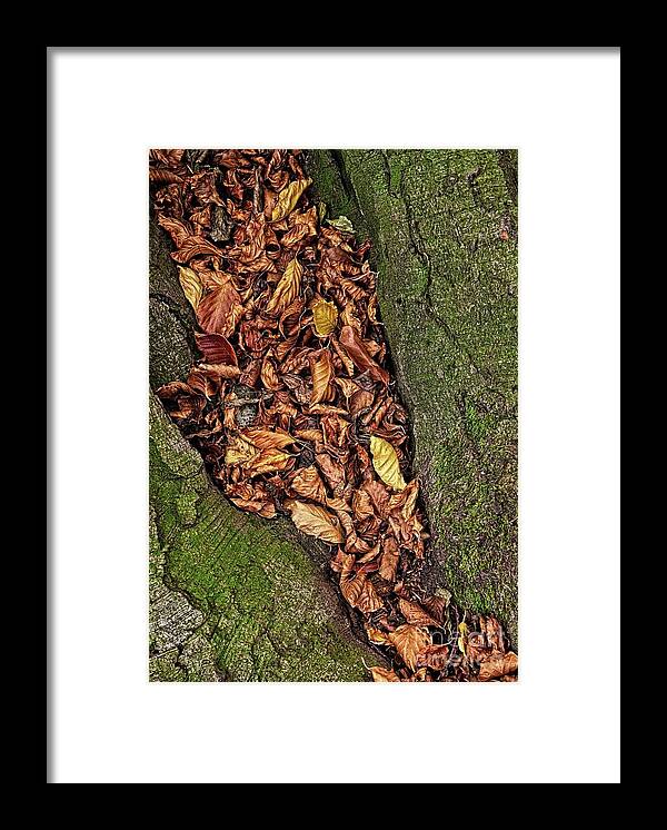 Fall Framed Print featuring the photograph Fall Beech Tree Leaves by Martyn Arnold