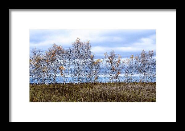 Fall Colors Framed Print featuring the photograph Fall Birch by Michael Hall