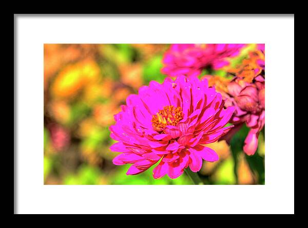 Field Framed Print featuring the photograph Fall Blossom Detail by Jerry Sodorff