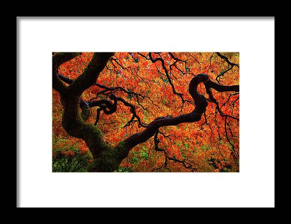 Trees Framed Print featuring the photograph Fall Chaos by Darren White