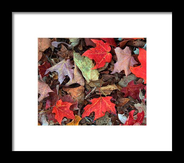 Fall Framed Print featuring the photograph Fall Color 2010 No 4 by Joanne Coyle