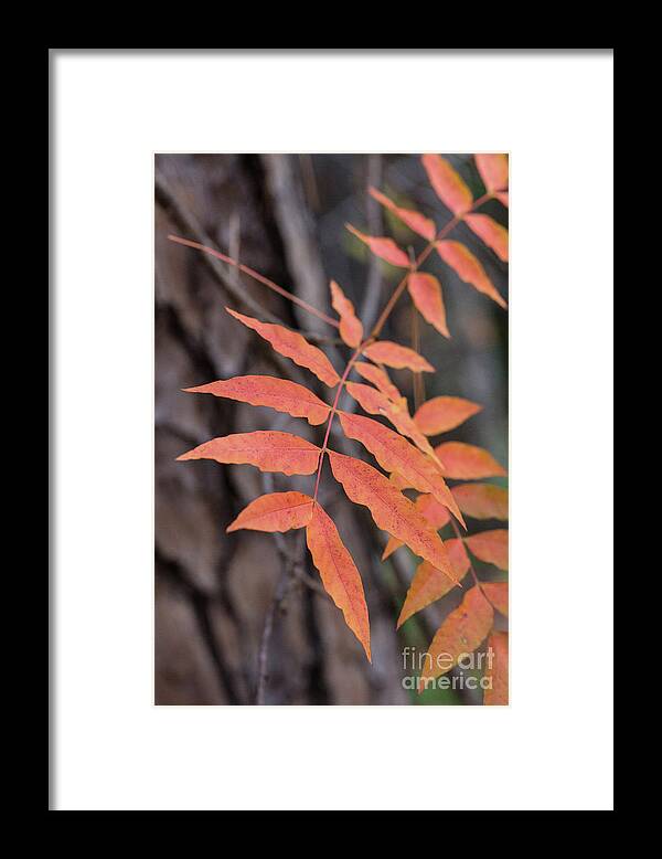 Scenic Framed Print featuring the photograph Fall Color 5528 33 by M K Miller