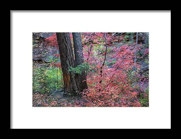 Fall Colors Framed Print featuring the photograph Fall Colors in West Fork of Oak Creek Canyon by Dave Dilli