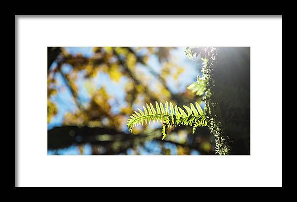 Fern Framed Print featuring the photograph Fall Ferns 3 by Pelo Blanco Photo