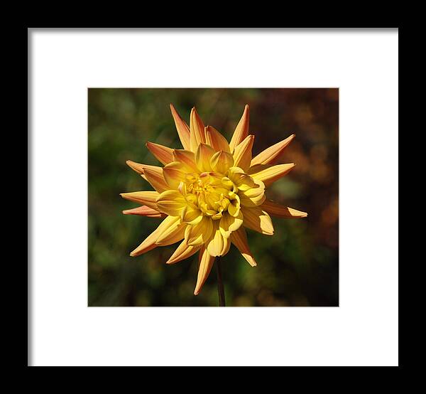 Flower Framed Print featuring the photograph Fall Flower by Richard Bryce and Family