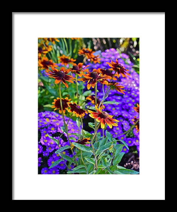 Black-eyed Susan Framed Print featuring the photograph Fall Gardens Black-eyed Susans and Astors 3 by Janis Senungetuk
