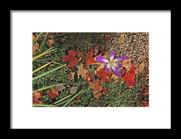 Fall Grasses And Leaves Rusts Browns Greens And Browns Purple And White Anemone Colorado Framed Print featuring the photograph Fall Grasses and Leaves Rusts Browns Greens and Browns Purple and White Anemone Colorado 2 10222017 by David Frederick