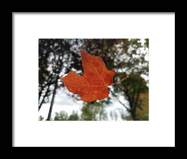 Fall Framed Print featuring the photograph Fall Leaf by Scenic Edge Photography
