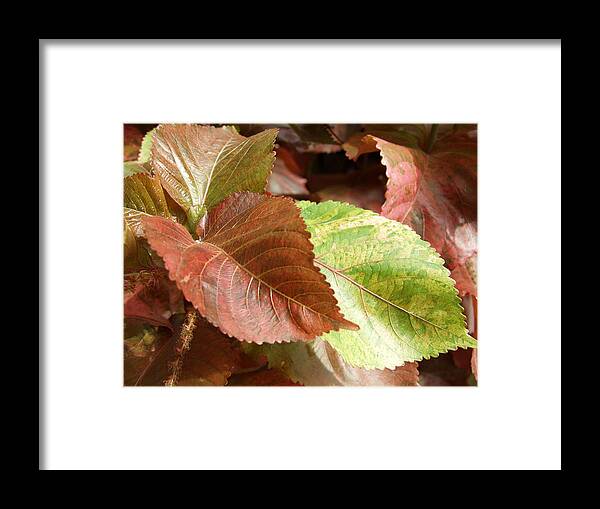 Fall Framed Print featuring the photograph Fall Leaves by Carol Sweetwood