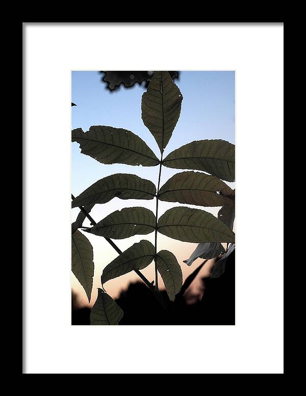 Leaves Framed Print featuring the photograph Fall Leaves by George Taylor