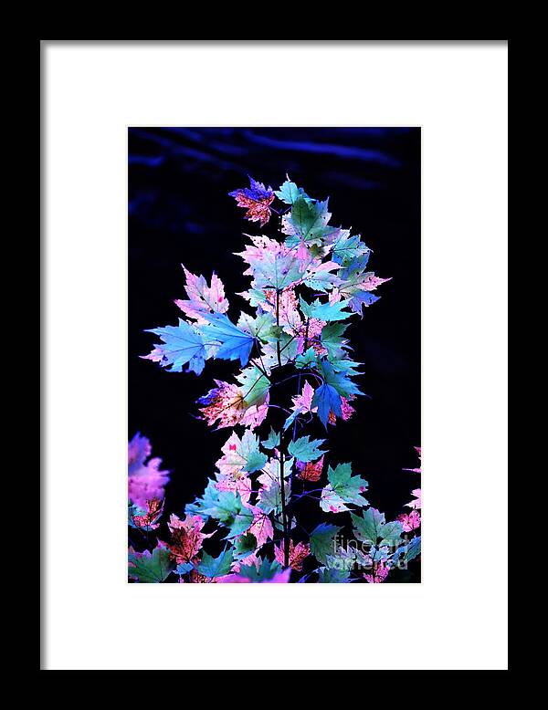 Autumn Framed Print featuring the photograph Fall Leaves1 by Merle Grenz