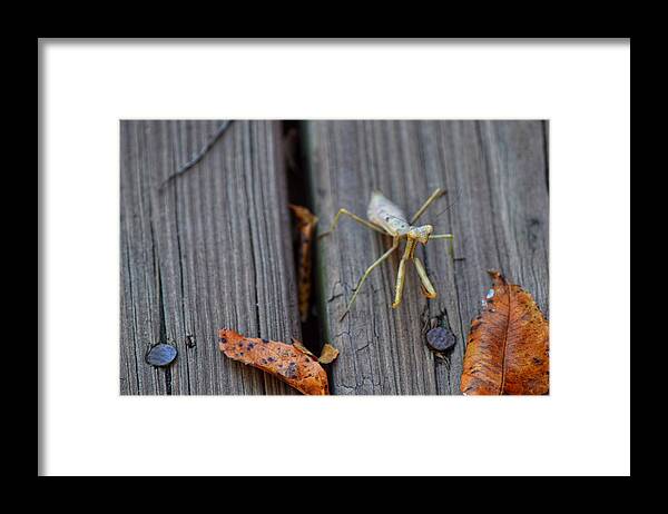 Praying Mantis Framed Print featuring the photograph Fall Mantis by Joseph Caban