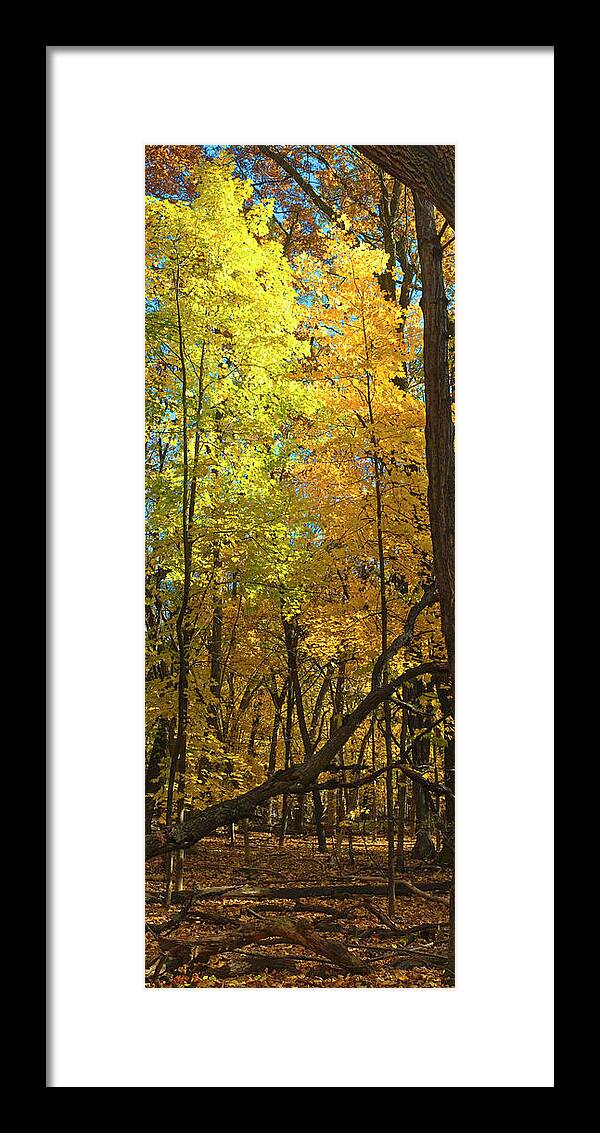 Arboretum Framed Print featuring the photograph Fall maples- UW Arboretum - Madison - Wisconsin by Steven Ralser