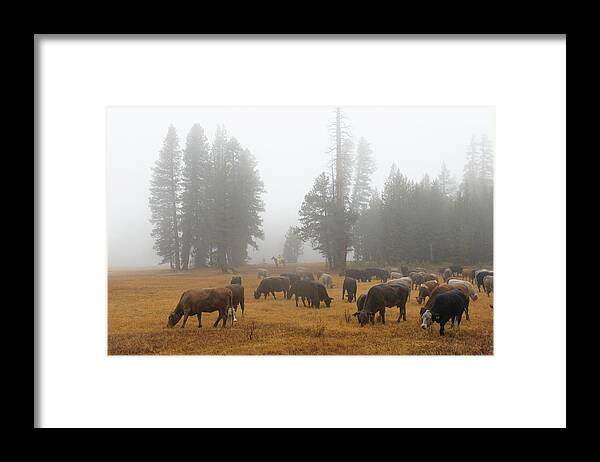 Cattle Framed Print featuring the photograph Fall Meadows by Diane Bohna