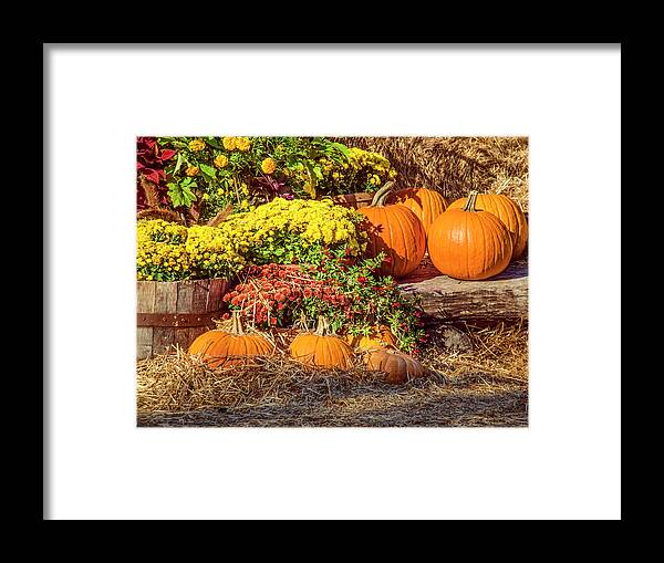 Pumpkins Framed Print featuring the photograph Fall Pumpkins by Carolyn Marshall