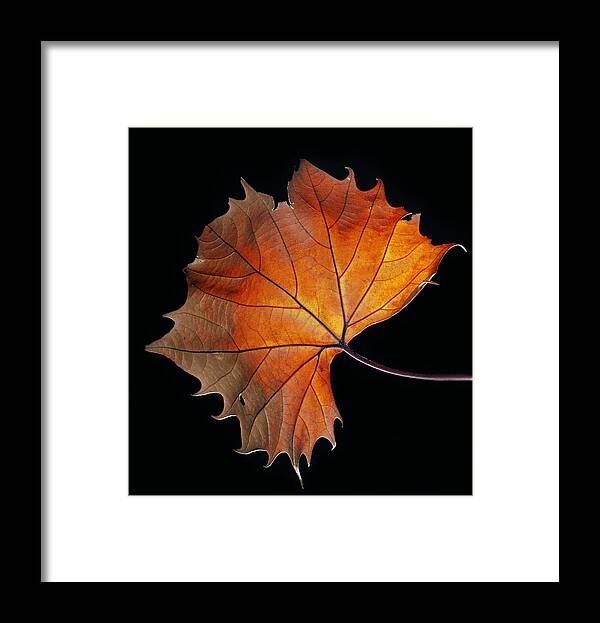 Leaf Framed Print featuring the photograph Fall by Robert Och