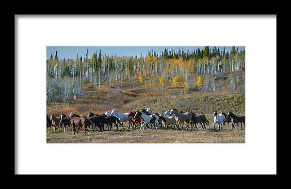 Horses Running Framed Print featuring the photograph Fall Run by Pamela Steege
